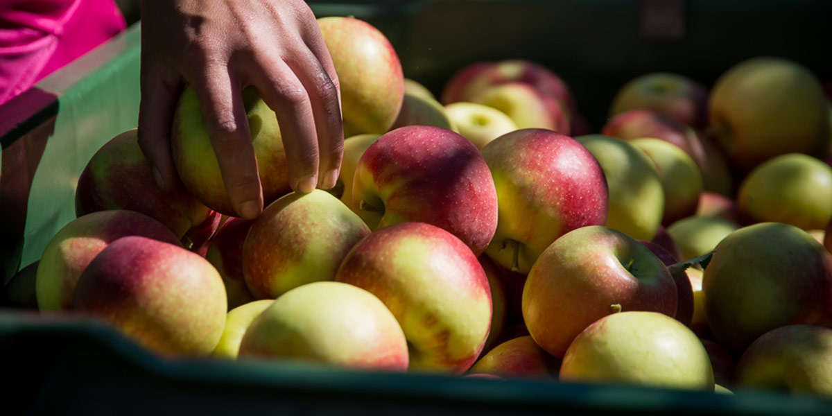 Gelate e maltempo preoccupano per la qualità delle mele